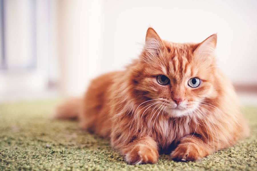 Amplia variedad de productos para mascotas