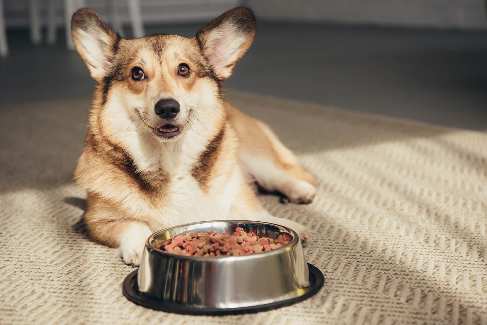 Producto de calidad para animales