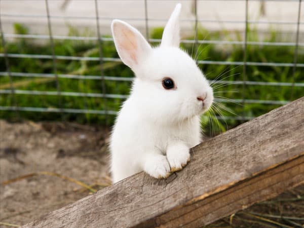 Tu tienda de animales en Moaña