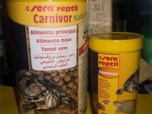 Será Reptil Carnivor Nature